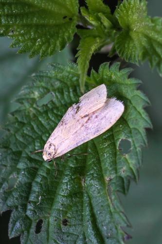 Réf. 264 662 : Eilema sp.